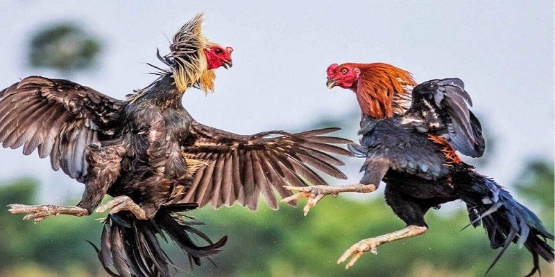 Ưu Điểm Khi Chơi Đá Gà Cựa Sắt Trực Tuyến