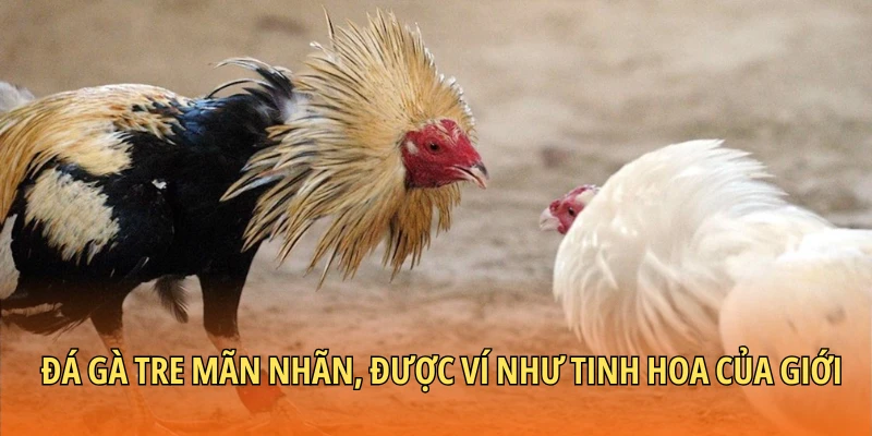 Ưu Thế Khi Cược Đá Gà Tre Tại 32win